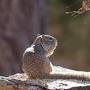 rock squirrel facts from animaldiversity.org