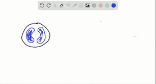 Maybe you would like to learn more about one of these? Solved True Or False Animal Cells Do Not Have Walls