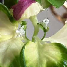 Image result for Coleus hadiensis