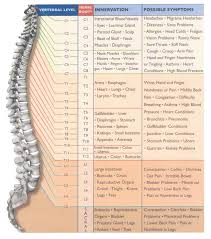 Nerve Root Innervation Chart Spinal Nerve Roots Chart Nerve