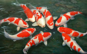 Koi atau secara spesifiknya koi berasal dari bahasa jepang tafsir dan arti mimpi ikan koi menurut mbah katep, makna dari tafsir mimpi yang pertama dalam mimpi ikan koi bisa diartikan sebagai sesuatu. 23 Arti Mimpi Tentang Ikan Koi Menurut Primbon Jawa Dan Islam Arti Mimpi Jawa