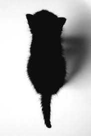 Black Cats 3 Gatos Gatos Cats Gatos Bonitos