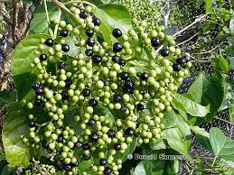 Image result for Premna mooiensis