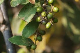 Image result for Bridelia ripicola