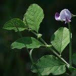 Image result for Crotalaria verrucosa