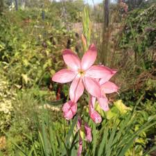 Image result for Hesperantha