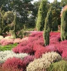 Pin Von Wolfgang Wiethoff Auf Blumen Div Schone Natur In 2020 Mit Bildern Heidegarten Vorgarten Anlegen Garten