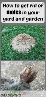 We did not find results for: How To Get Rid Of Moles In Your Yard And Garden
