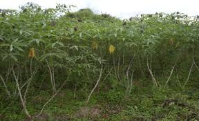 Image result for Hyparrhenia tamba