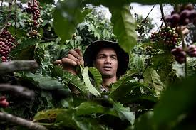 Thuật ngữ cà phê bền vững - Sustainable coffee | Prime Coffee