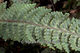 Image result for Cheilanthes