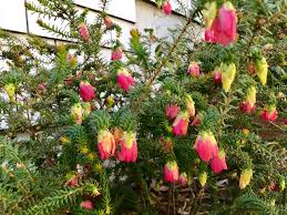 Maybe you would like to learn more about one of these? Flowers Plan Now For Winter Blooms