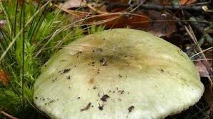 Image result for Russula variata