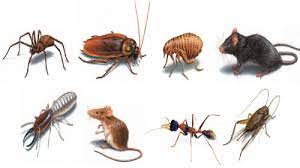 How to detect signs of a flea infestation. 6 Signs Of Pest Infestation And What To Do About Them