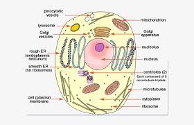 Animal cell model for class 9. Ncert Class 9 Science Solutions Animal Cell And Plant Cell Diagram Transparent Png 605x449 Free Download On Nicepng