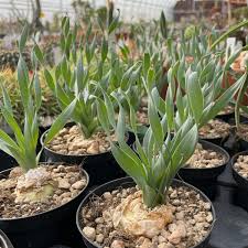 Image result for Albuca nigritana