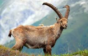 Common Animals Found In The Tundra Lovetoknow