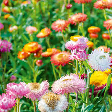 Image result for Helichrysum