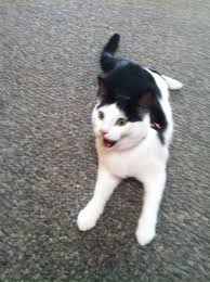 It is important to understand the some cats do use panting as a cooling mechanism like dogs. Panting After Play Thecatsite