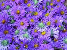 Breathing Easy Much Faster With New England Aster Herbal Roots Zine Herbal Plants Aster Flower Aster