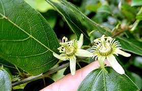 Image result for Passiflora suberosa