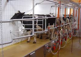 De premium melkstal is een robuust type snelwisselstal welke een hoge melkcapaciteit in een beperkte ruimte mogelijk maakt. Niet Te Krap In De Melkstal Elite