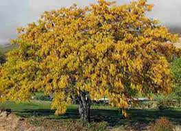 10 Trees Every Survivalist Should Know And Why Ask A Prepper Honey Locust Trees To Plant Shade Trees