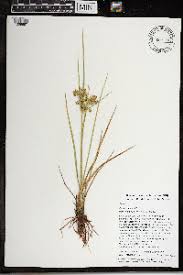 Image result for Cyperus derreilema