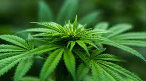 Jika penyalah guna ganja tersebut adalah pelajar yang masih berusia anak, maka hukuman pidana yang dikenakan berbeda dari orang dewasa. Memasak Daun Ganja Apakah Sama Efeknya Dengan Mengisap Ganja Kegunaan Efek Samping Interaksi Hello Sehat