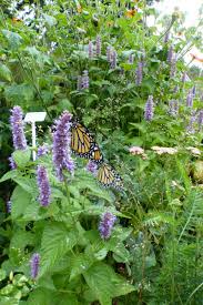 Be the first to comment. Down To The Nitty Gritty Creating The Churchill Alternative School Butterfly Garden Wild Pollinator Partners