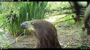 Wist je dat deze vogel naar zijn prooi speurt, zelfs tussen de honderden foeragerende ganzen?! Camera In De Biesbosch Legt Per Ongeluk Twee Knoeperds Van Zeearenden Vast Dordrecht Ad Nl