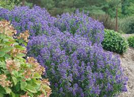 Image result for Caryopteris odorata