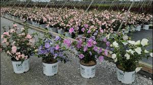 Image result for Hibiscus syriacus ´Pink Chiffon