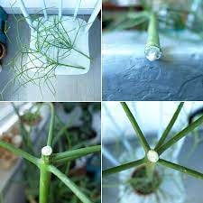 Place your pencil cactus in a spot that. Chopping Down The Pencil Plant Pencil Plant Pencil Cactus Plants