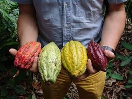 The Scientific Name For Cacao Fruit Is Theobroma Literally Translated As Food Of The Gods Because Of Its Ability Cacao Fruit Cacao Smoothie Cocoa Chocolate