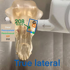 Check spelling or type a new query. Dental Radiography Taking The X Rays Osu Cvm Veterinary Clinical And Professional Skills Center Handbook