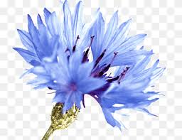 To further confuse the matter, the common name chicory they usually are grown from seed and often will reseed in the garden. Cornflower Png Images Pngwing