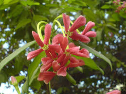 Image result for Combretum indicum