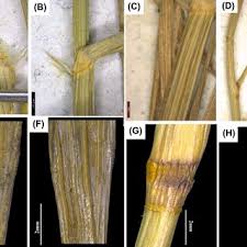 Image result for Eragrostis schweinfurthii