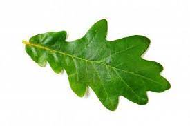 Green Oak Leaf On White Background Isolated Image Stock Photo Green Oaks Leaves Oak Leaf