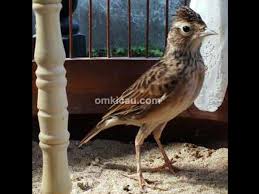 Deker dekker accessories tambahan pelindung sangkar burung branjangan: Video Dan Audio Sonca Burung Branjangan Dari Vietnam Om Kicau