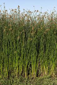 Image result for Schoenoplectus sp.no.1