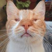 Meet The Adorable Cat Without Eyes Who Won His Foster Mom S Heart And Found An Amazing Forever Home Cute Cats Cat Adoption Cats