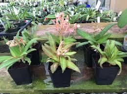 Image result for Habenaria disparilis