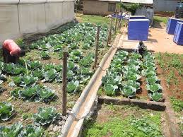 Afghanistan, foreign agricultural service, international, people's garden initiative, u.s. Gardens Of Kibera The Kibera Public Space Project By Kounkuey Design Initiative Architectural Review