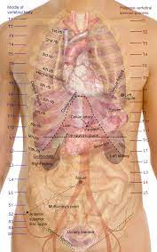 It makes up the thoracic wall, along with the skin, muscles, and fascia. Surface Anatomy Wikipedia