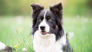Check spelling or type a new query. Border Collie Price Temperament Life Span