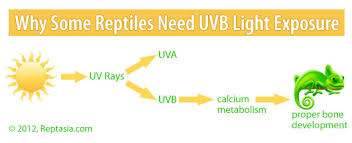 Reptile Uvb Lamps And Bulbs A Reptile Lighting Product Guide