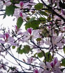 Image result for Bauhinia variegata