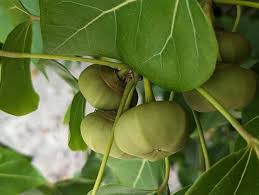 Image result for Thespesia populneoides